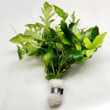 Water Wisteria (Hygrophila Difformis)