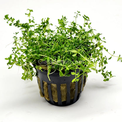 Potted Pearlweed