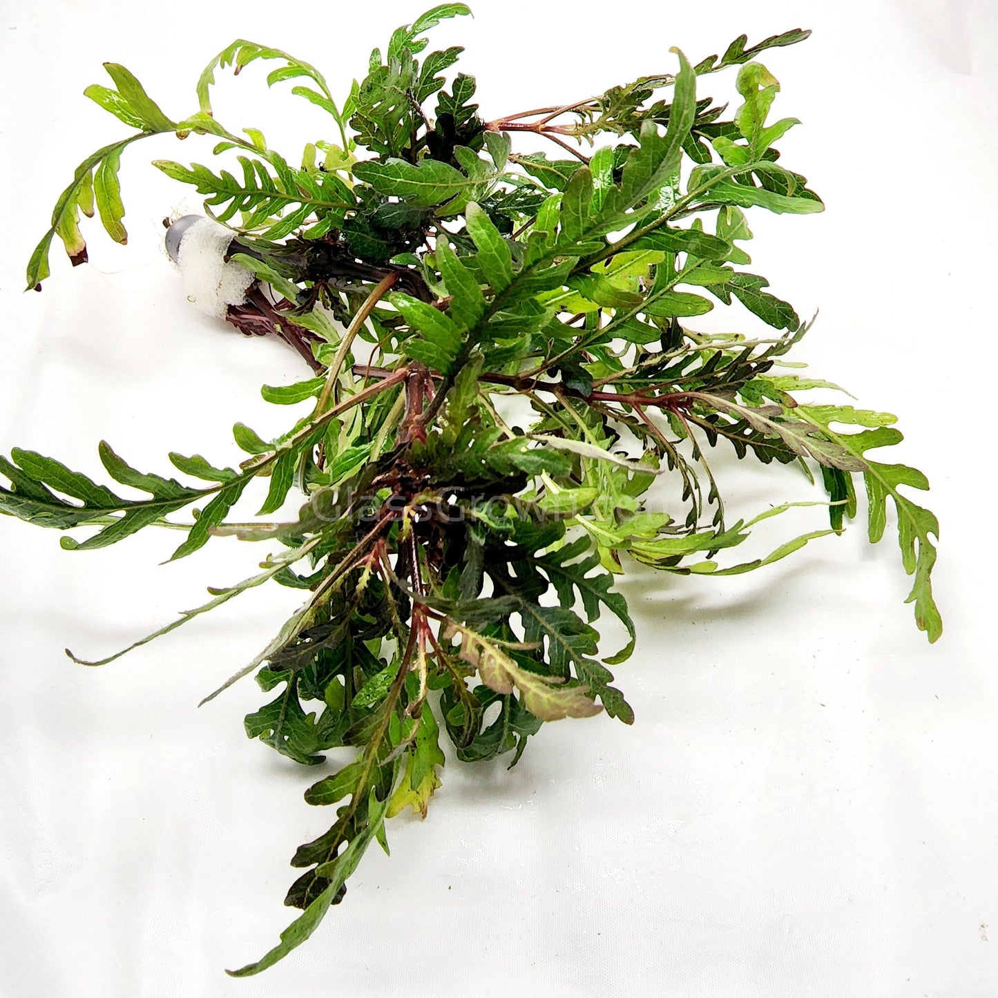 Bunch Hygrophila Pinnatifida