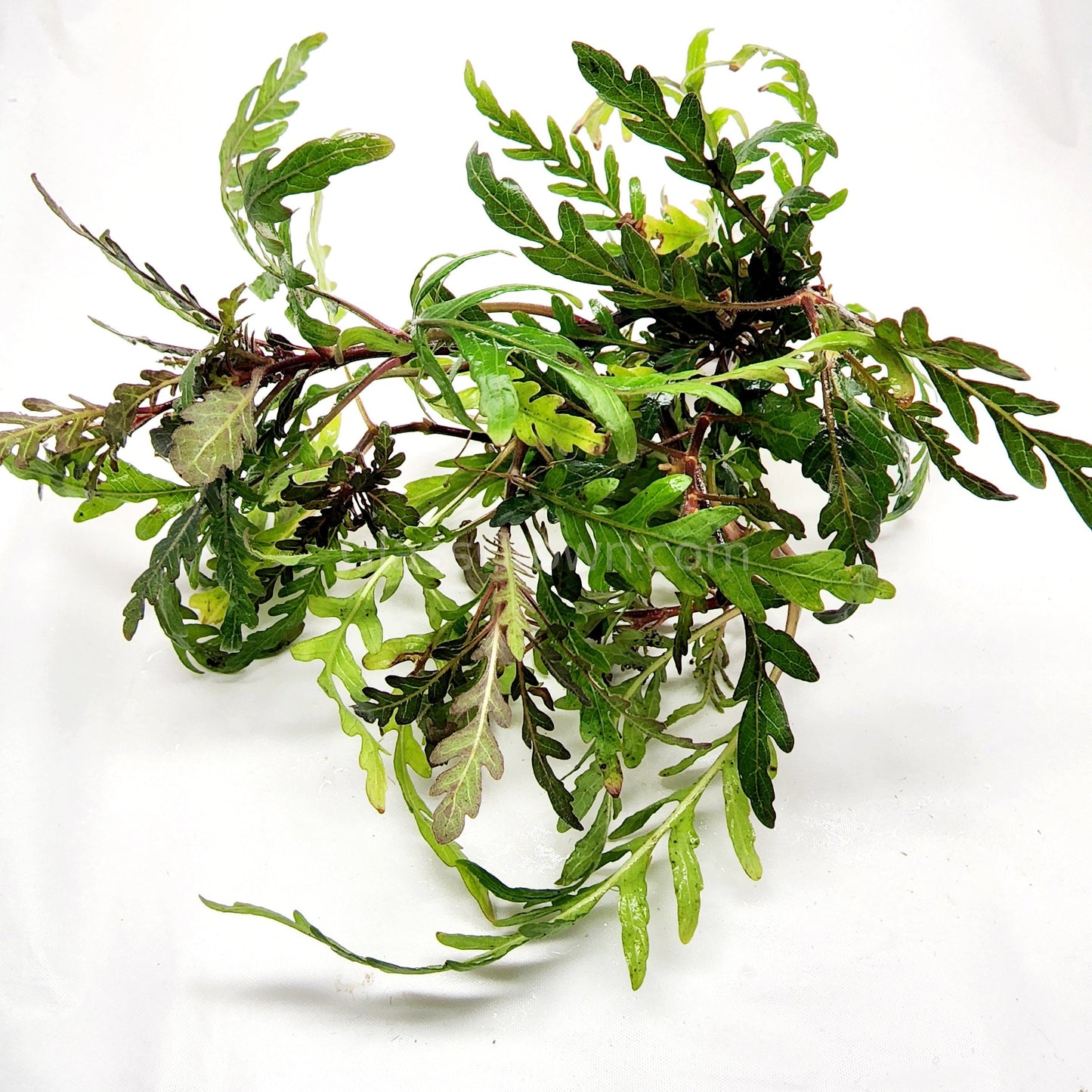 Bunch Hygrophila Pinnatifida