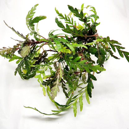 Bunch Hygrophila Pinnatifida