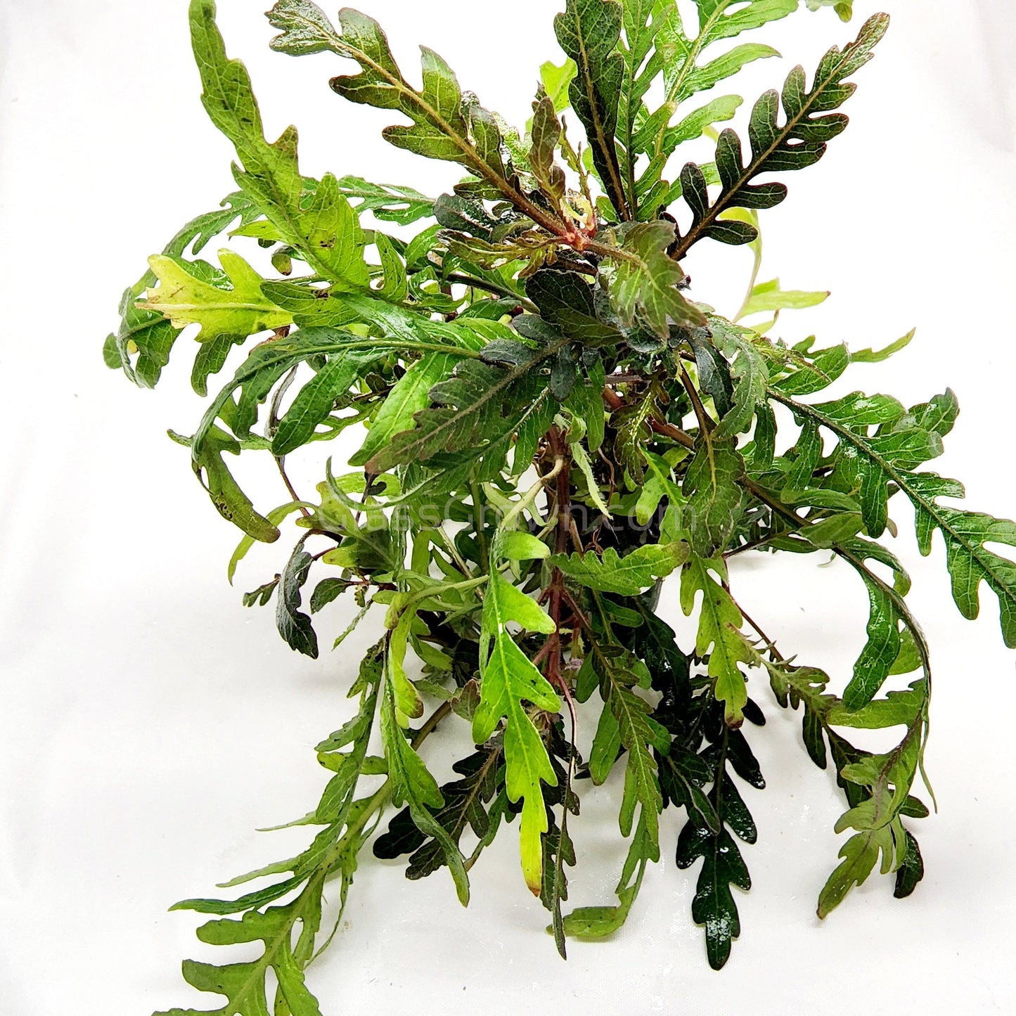 Bunch Hygrophila Pinnatifida