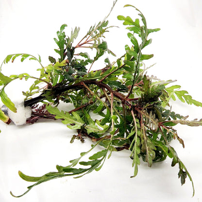 Bunch Hygrophila Pinnatifida