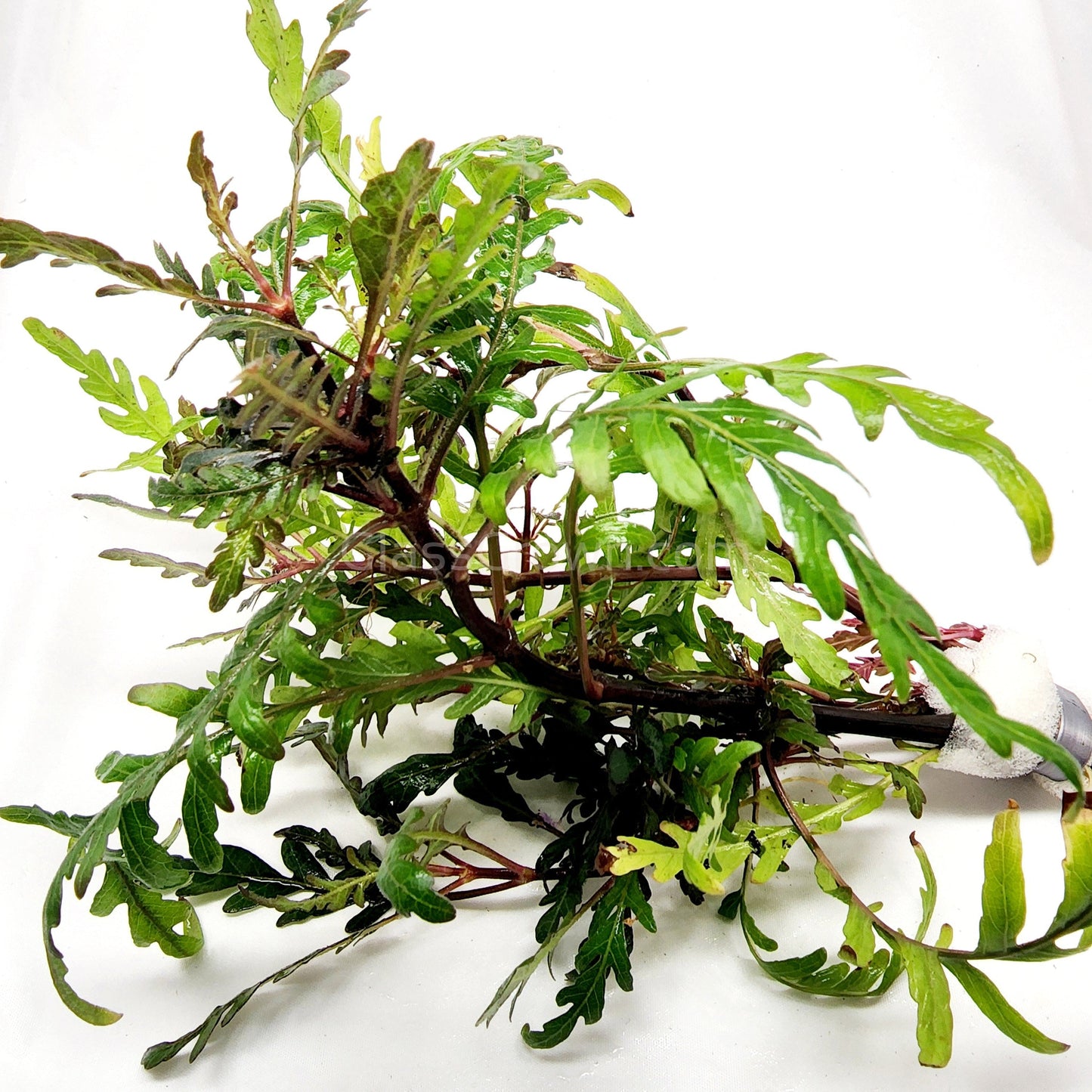 Bunch Hygrophila Pinnatifida