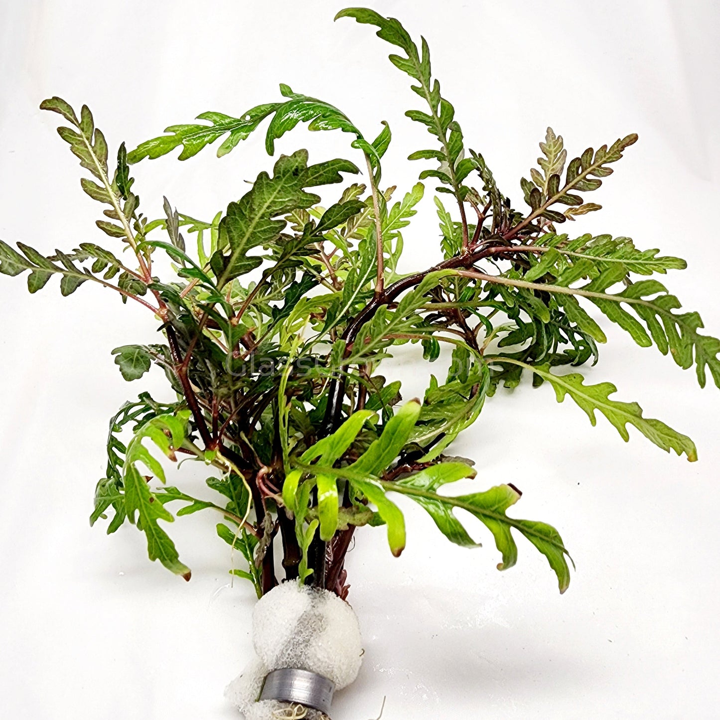 Bunch Hygrophila Pinnatifida