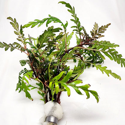 Bunch Hygrophila Pinnatifida