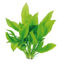 Canton Aquatics Live Aquarium Amazon Sword Echinodorus Bleheri Plant Natural Cleaning Filter For Water Long Lasting Easy To Maintain Aquatic Plants Suitable For Winter Summer Medium