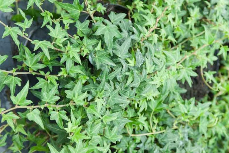 Live Needlepoint Ivy Plant in 1 Pint Pot – Hedera helix Evergreen Climber & Ground Cover, Shade Tolerant, Easy Care