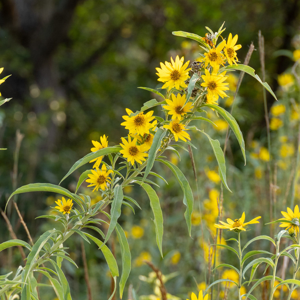 Helianthus maximiliani Seeds – Native Prairie Perennial Sunflower with Bright Yellow Blooms, Drought Tolerant, Pollinator & Wildlife Friendly