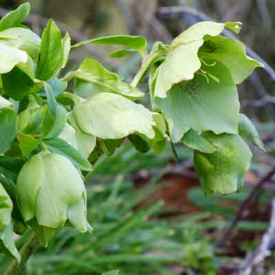 Snow Love Winter Magic Hellebore Bare Root Plant – Helleborus orientalis Lenten Rose, Shade Perennial, Cold Hardy, Early Blooming Flower