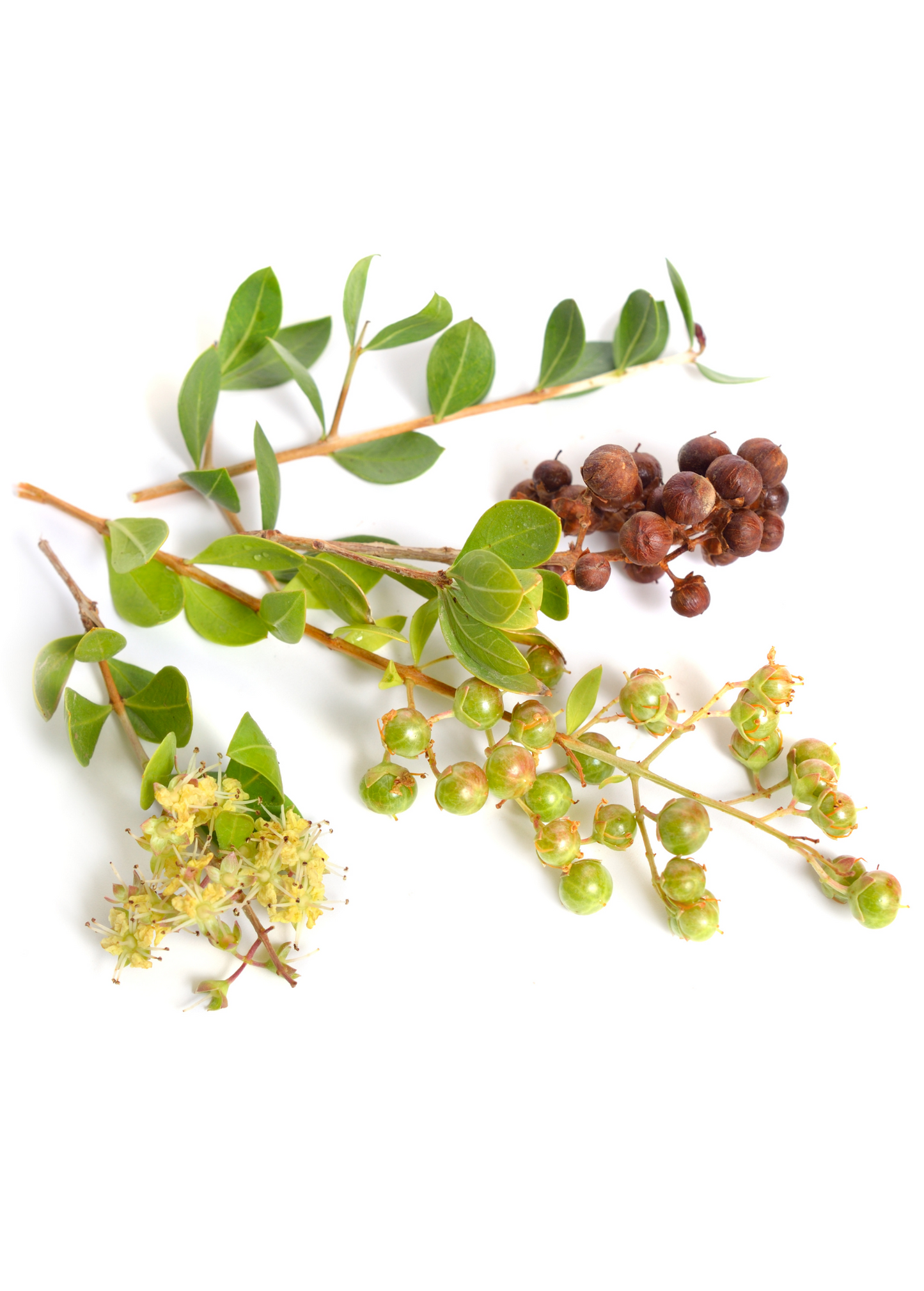 Henna Plant Shrub or Small Tree - Lawsonia inermis - Fragrant Flowers & Dyes for Skin & Hair