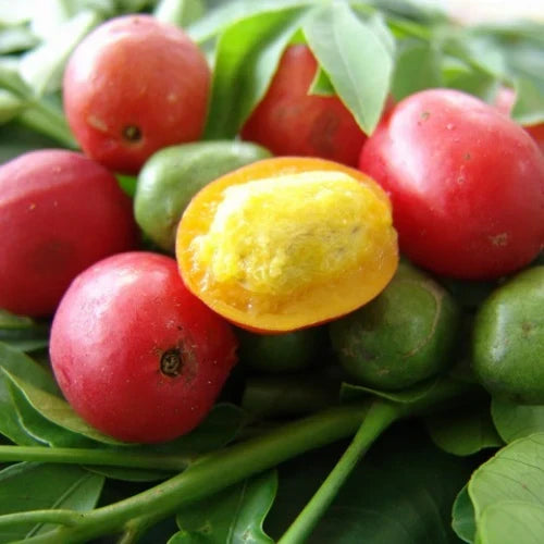 Fresh Hog Plum Cuttings Spondias purpurea Tropical Fruit Tree Unrooted Propagation Stems