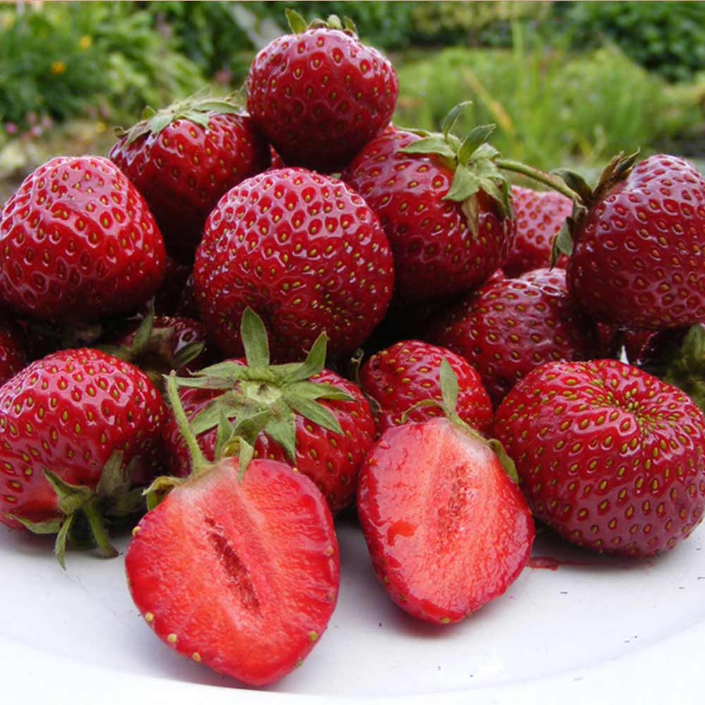 Honeoye June-Bearing Strawberry Plants – 25 Bare Root, High-Yield, Cold Hardy, Sweet-Tart Berries, Garden Fruit Starter