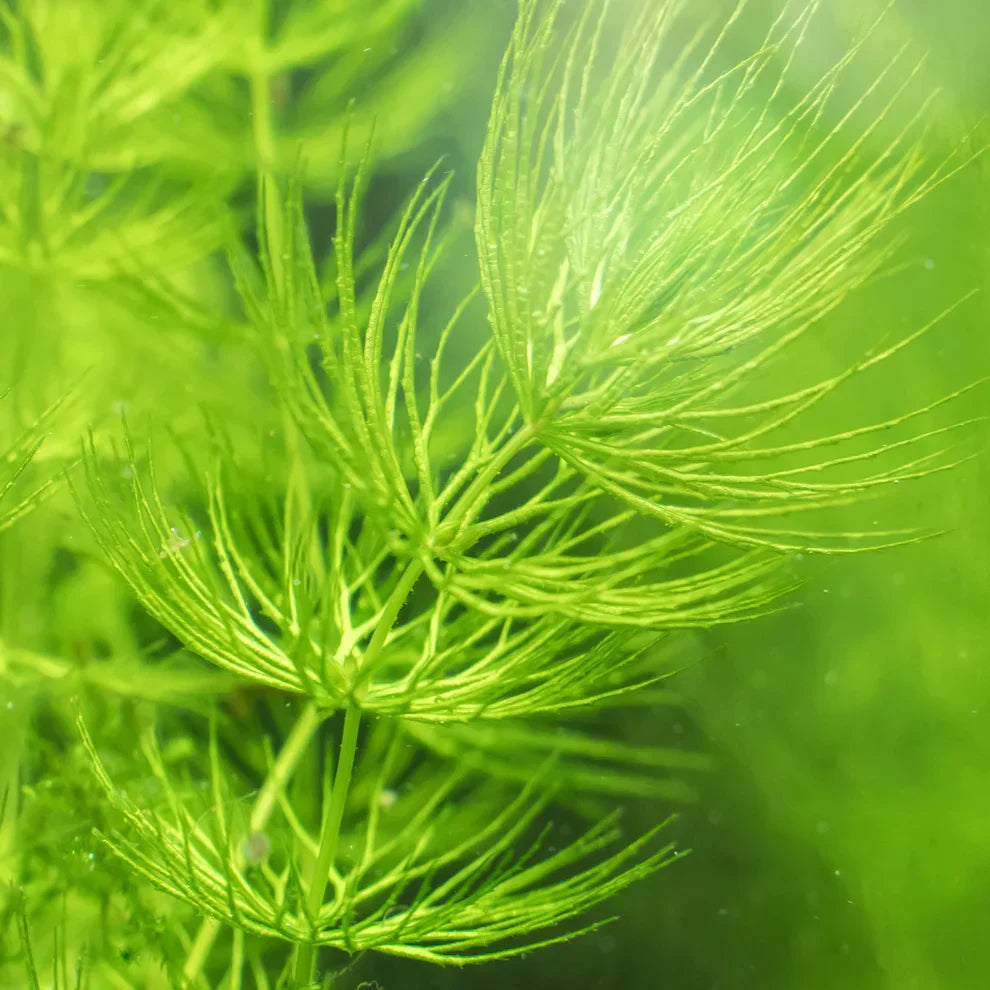 Hornwort Live Aquarium and Pond Plant | Ceratophyllum demersum | Floating or Rootless Freshwater Plant