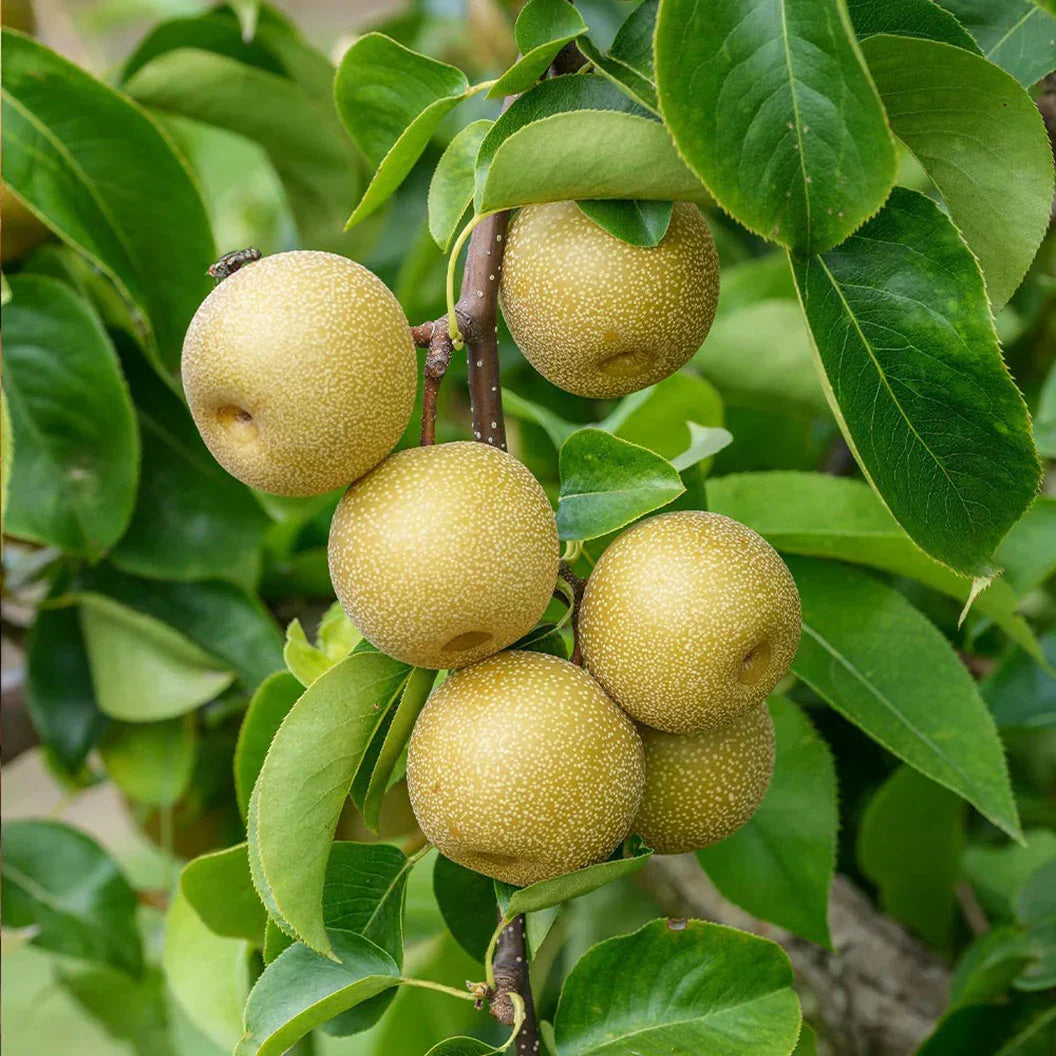 Asian Pear Tree Cuttings – Unrooted Pyrus pyrifolia Scion Wood for Grafting and Propagation