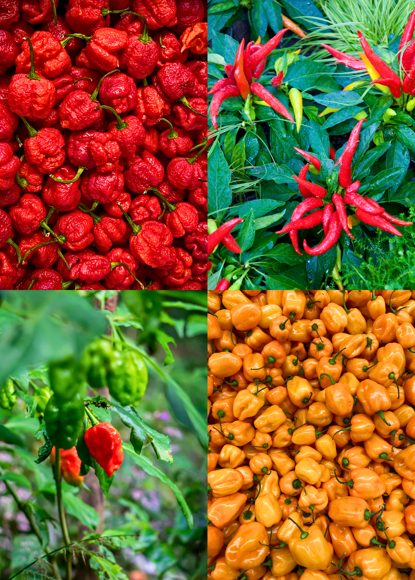 Hot Pepper Bundle: Thai Chili, Orange Habanero, Carolina Reaper | Fiery Hot Peppers for Cooking & Gardening