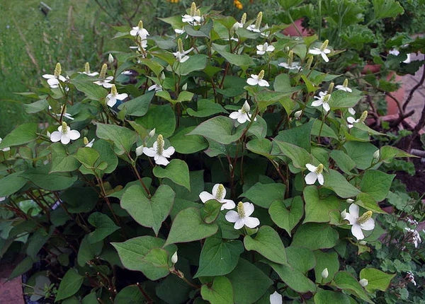 Lot of 10 Chameleon Plants Houttuynia Cordata Groundcover | Variegated Foliage | Asian Culinary & Medicinal Herb