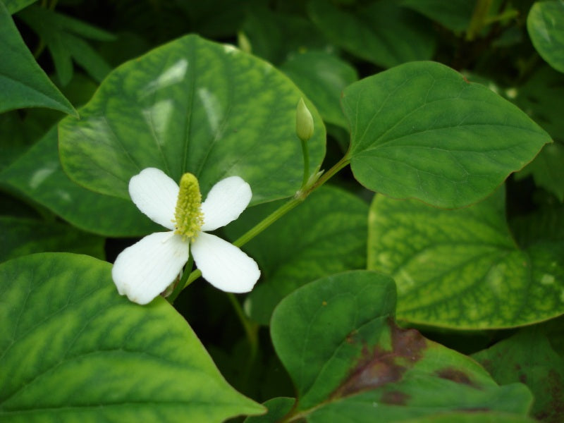 Bare Root Houttuynia Cordata Plants – Fish Mint, Diep Cá Rau Vấp, Medicinal Herb for Garden, Pond, Culinary Use