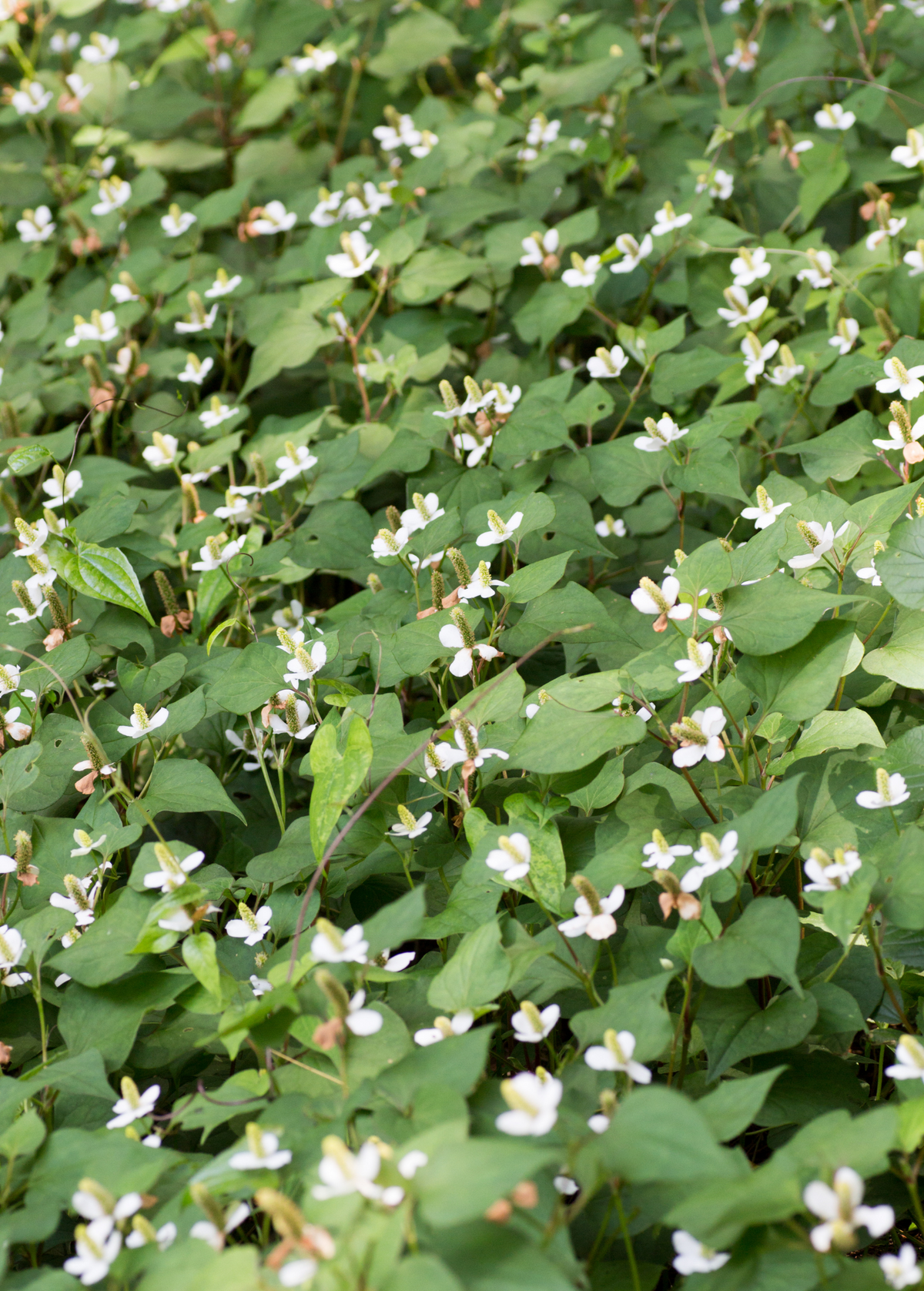 Fish Mint Herb Plant - Houttuynia cordata, Edible, Medicinal, Southeast Asian Perennial Ground Cover