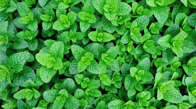 Hydroponic Peppermint Rooted Cuttings | Mentha × piperita | Live Herb Plants for Tea, Cooking, Aromatherapy