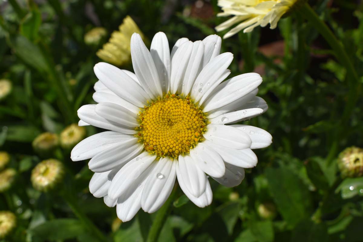 Live Mature Shasta Daisy Plant | Full-Size Perennial Flower | Leucanthemum superbum | White Blooming Garden Plant