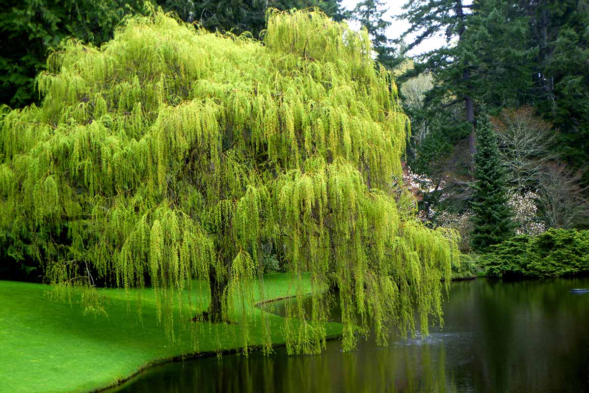 10 Weeping Willow Tree Cuttings Unrooted Salix babylonica Fast-Growing Shade & Landscape Propagation