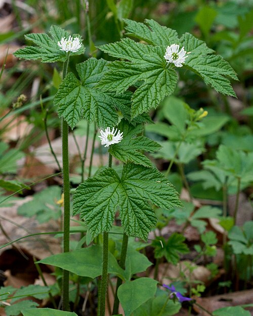 Goldenseal Roots – Live Native Medicinal Herb, Shade-Loving Perennial, Hydrastis canadensis, Bare Roots for Woodland Gardens