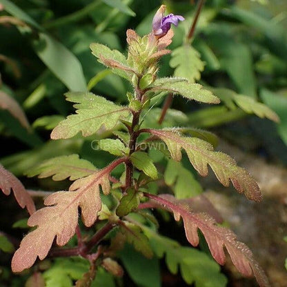 Bunch Hygrophila Pinnatifida