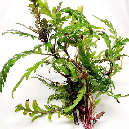 Bunch Hygrophila Pinnatifida