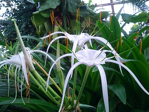 White Spider Lily Bulbs 2 Pack | Fragrant Summer Blooms | Hymenocallis littoralis | Peruvian Daffodil | Exotic Garden Flower
