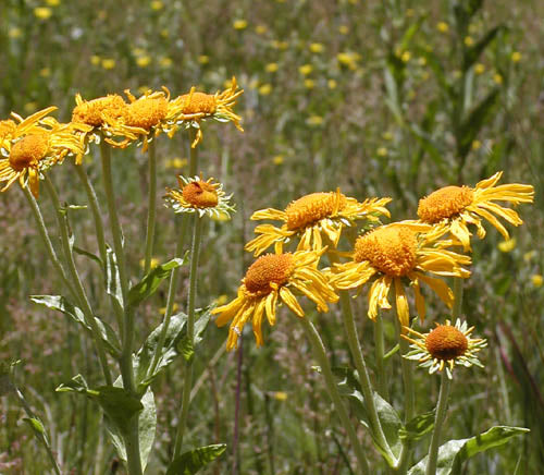 Hymenoxys hoopesii Seeds – Orange Mountain Daisy Wildflower, 40 Non-GMO Perennial Seeds for Pollinator Gardens and Meadow Plant