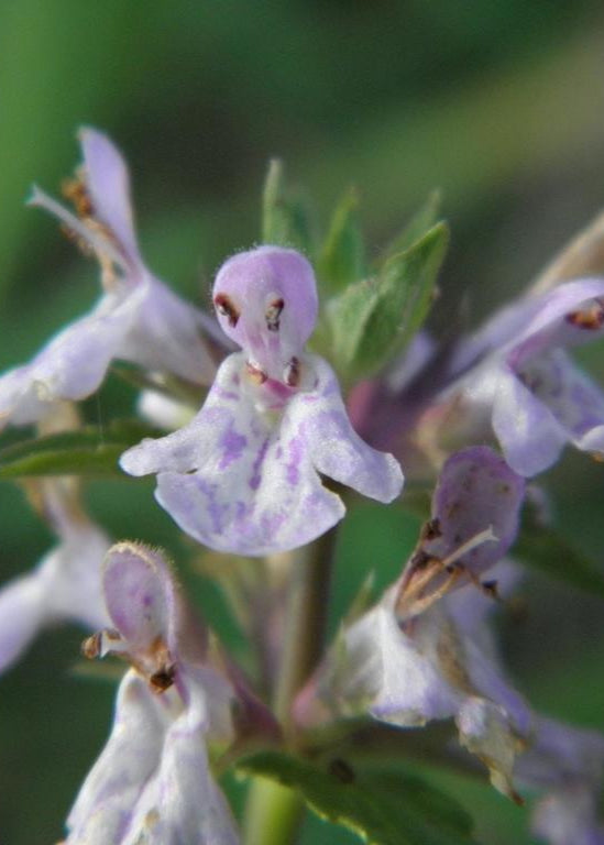 Florida Native Betony Tubers – Edible Wildflower with Pink to Purple Blooms, Attracts Pollinators, Drought Tolerant, Native Florida Plant