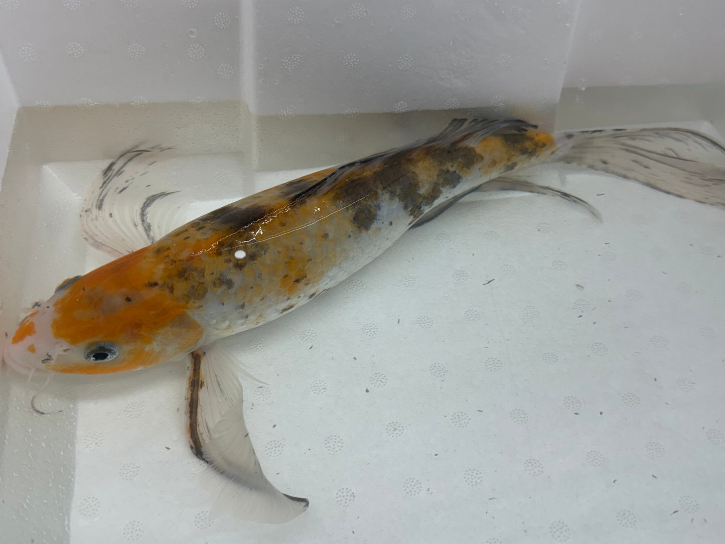 Butterfly koi
