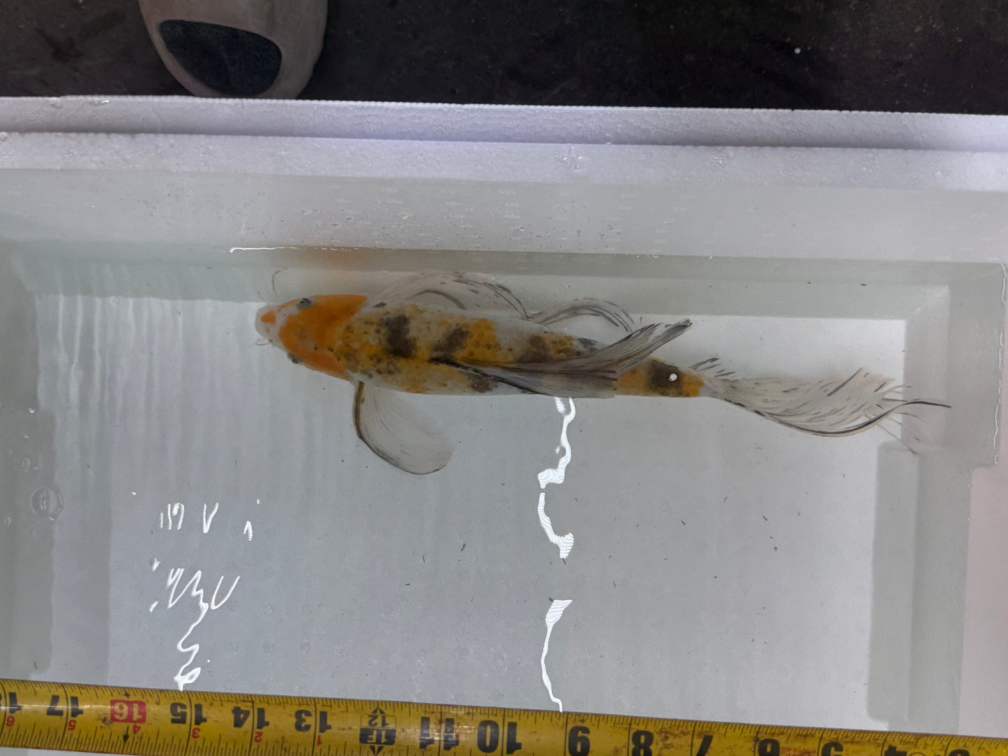 Butterfly koi