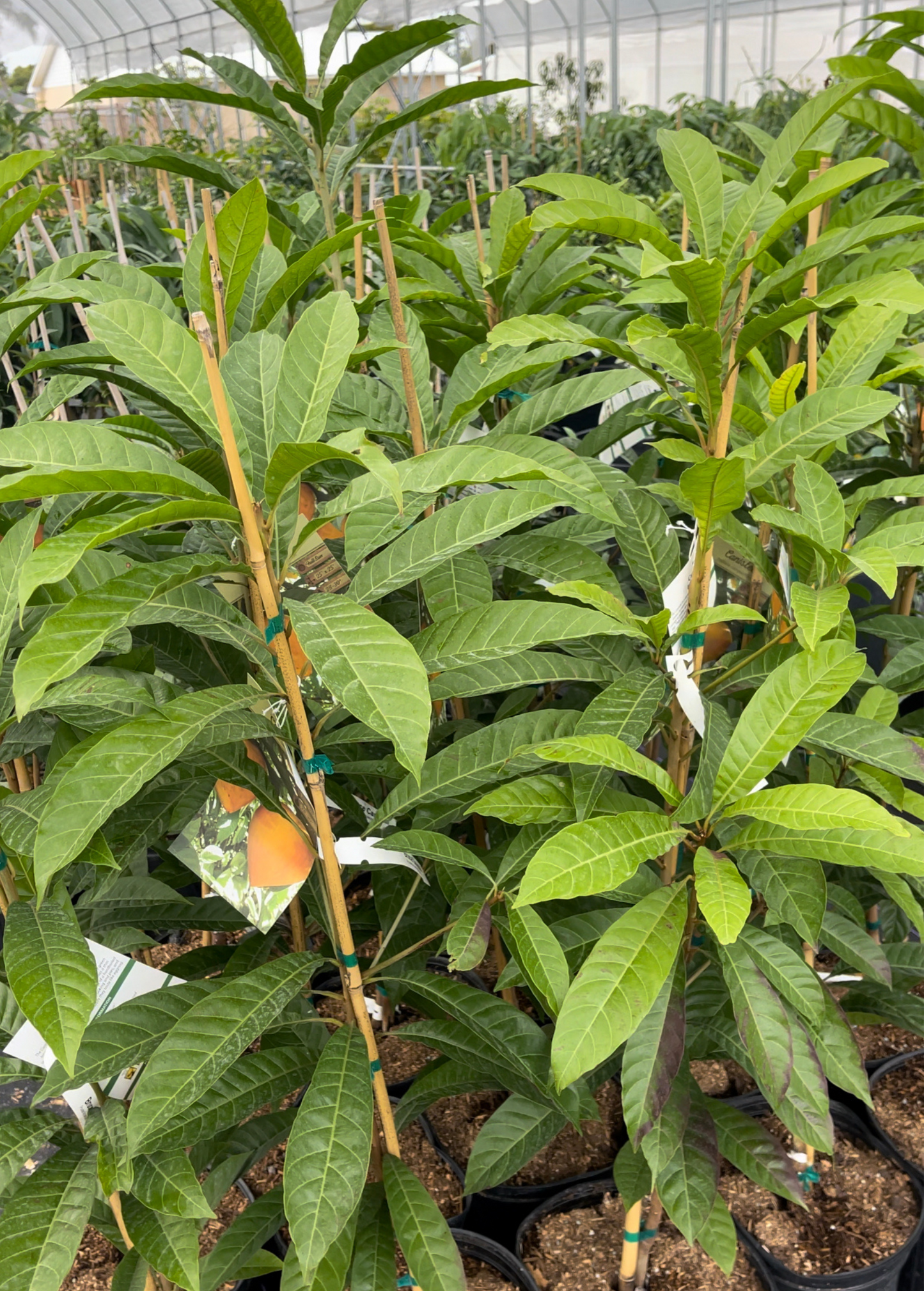 Canistel 'Bruce' Pouteria campechiana Fruit Tree – Sweet Eggfruit, Cold-Tolerant, High-Yielding, Compact, Tropical Fruit Tree