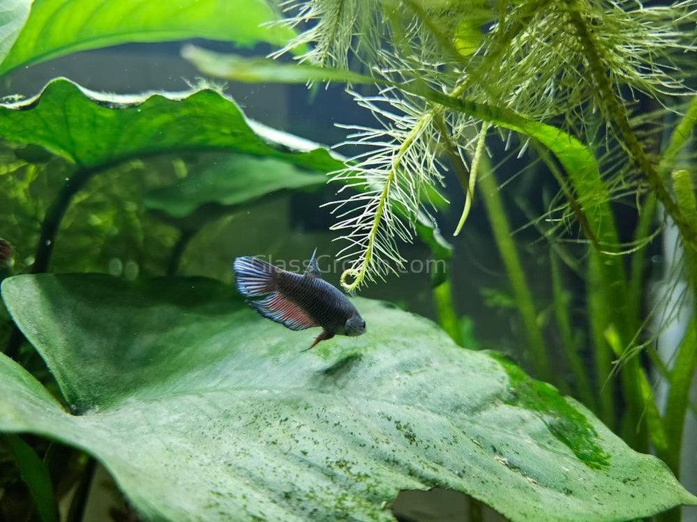 Female Betta Sorority 3 Pack