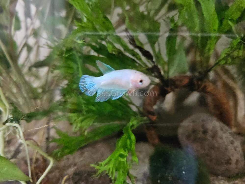 Female Betta Sorority 3 Pack