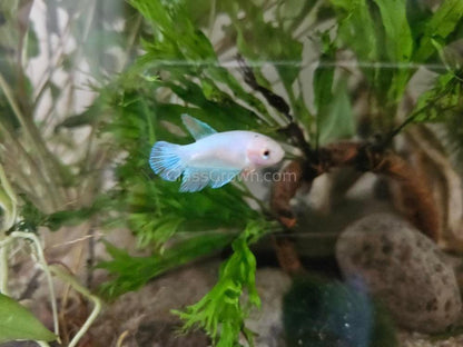 Female Betta Sorority 3 Pack