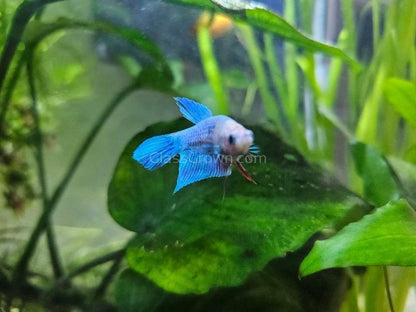 Female Betta Sorority 3 Pack