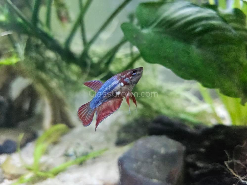 Female Betta Sorority 3 Pack