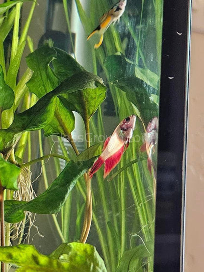 Female Betta Sorority 3 Pack