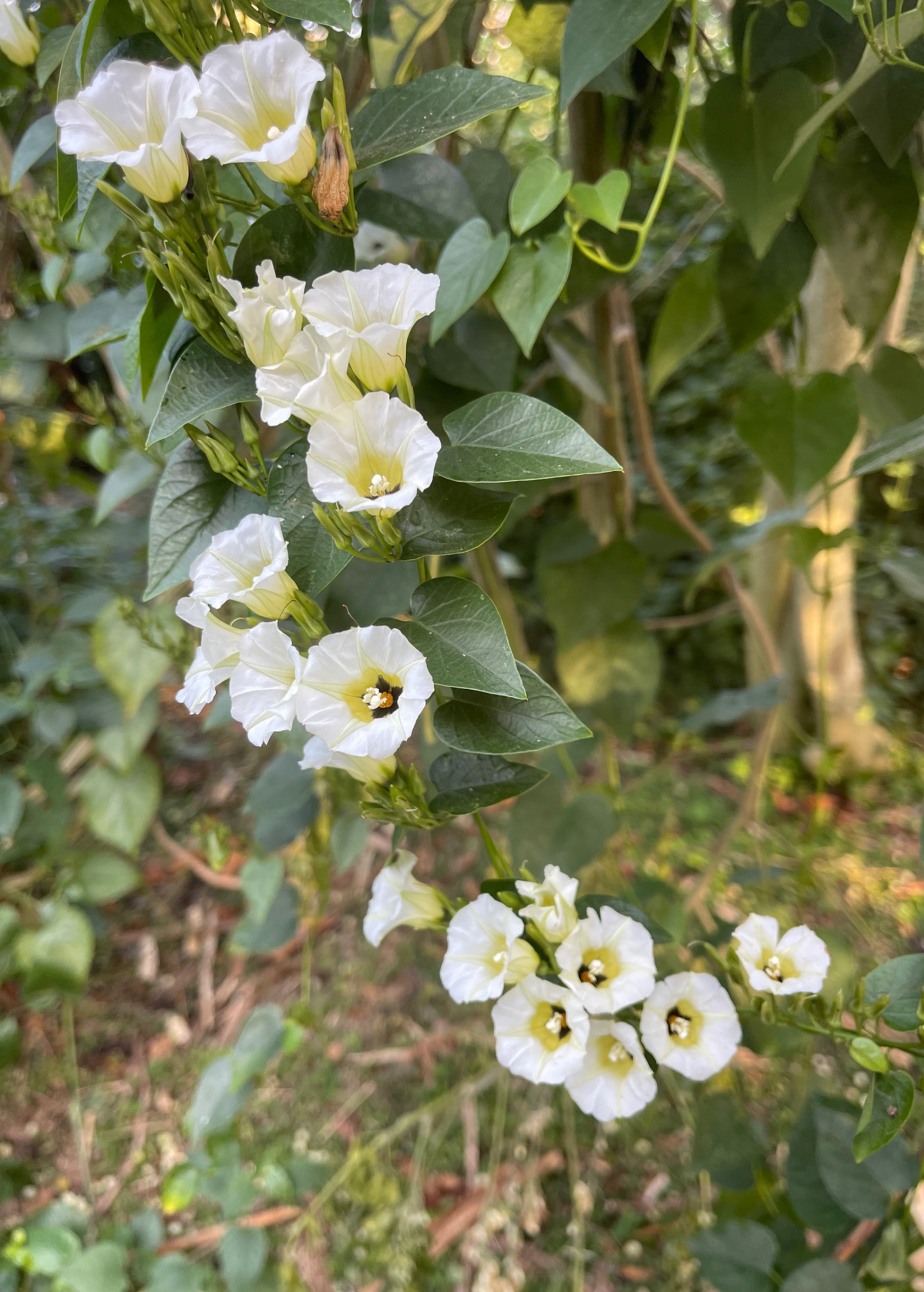 Shaman's Morning Glory Seeds Ololiuqui Ipomoea corymbosa Sacred Mystical Vine for Spiritual Rituals