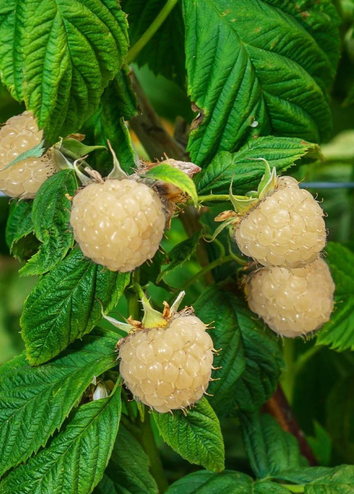 Blackberry Plant Snowbank White, White Blackberry Rubus, Perennial Berry, Unique White Fruit, Edible Garden Crop