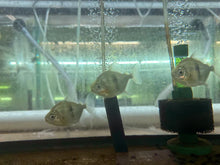 Black Bar Silver Dollar Myleus Schomburgkii 3