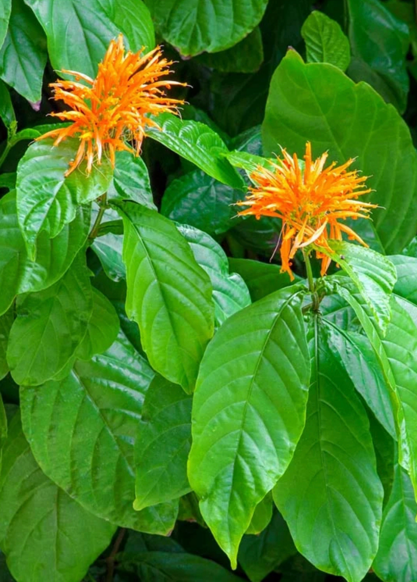 Muicle Mexican Honeysuckle Shrub - Vibrant Orange Tubular Flowers, Evergreen, Justicia spicigera