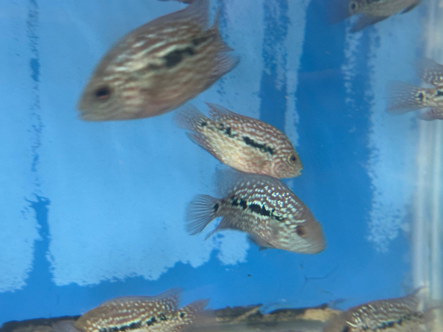 SRT F4 Super Red Texas Cichlid