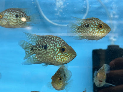 Balloon body carpintis Texas cichlid 3”