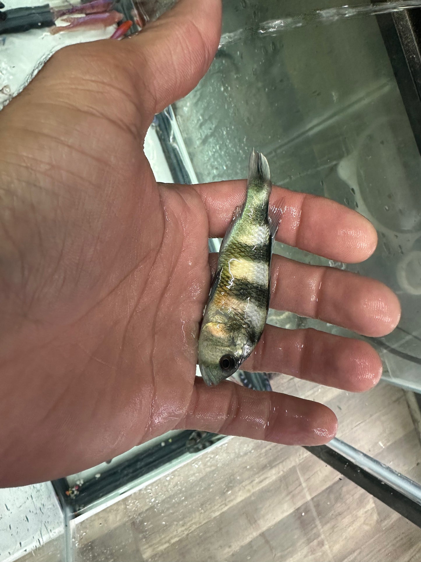 Obliquidens cichlid