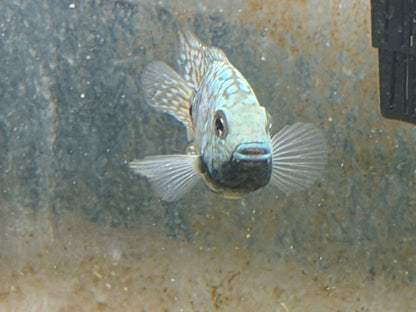 Carpintis Cichlid (Herichthys carpintis)