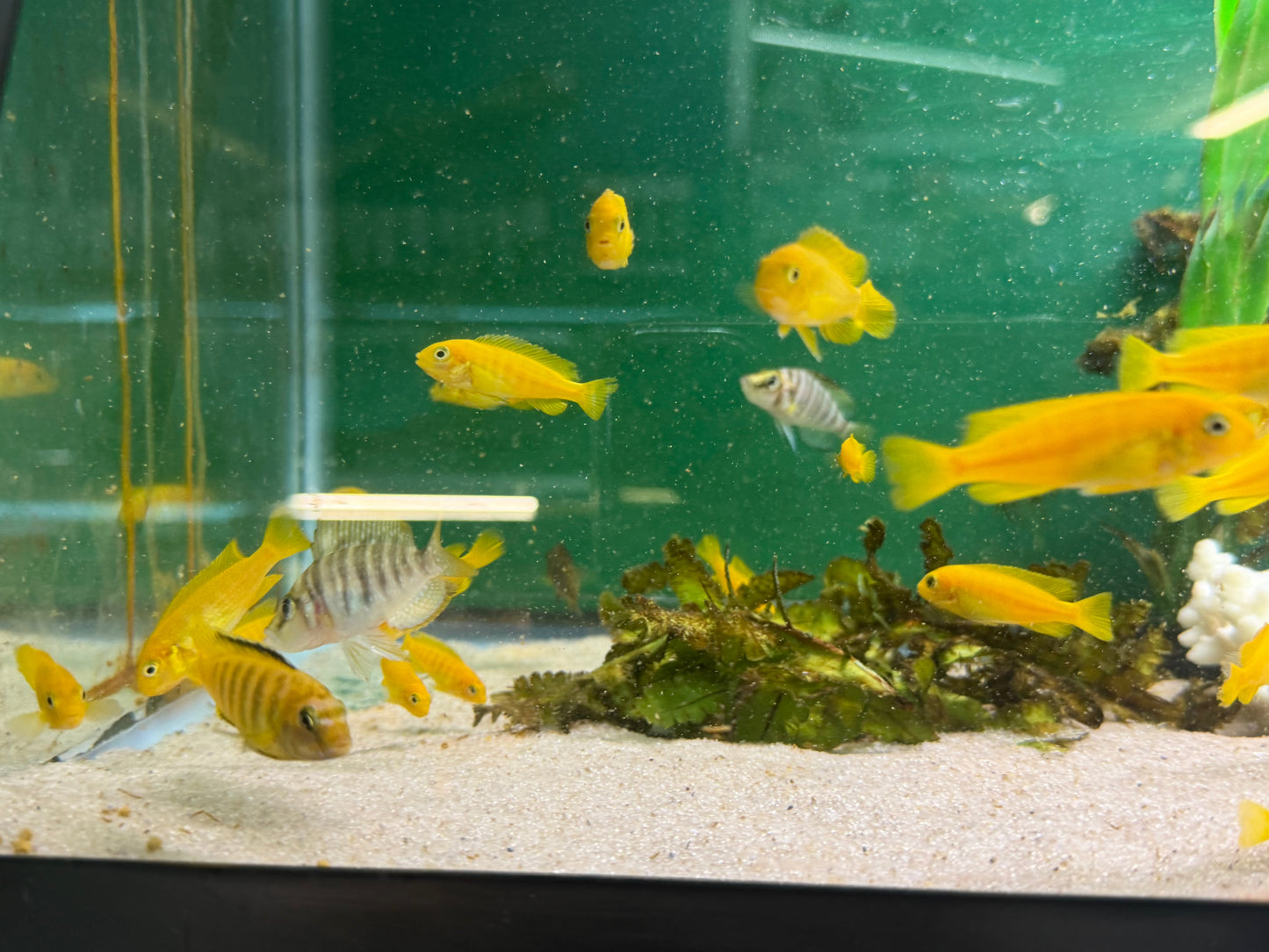 Chindongo saulosi Mbuna German Blood (Juveniles 2"+)